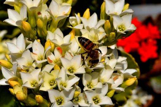 A bee sitting on a flower and feeds on nectar during spring