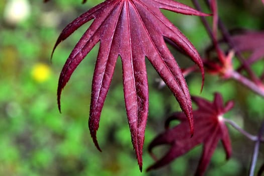 Closeup of the red leaves of a freshly sprouted Japanese acer palmatum