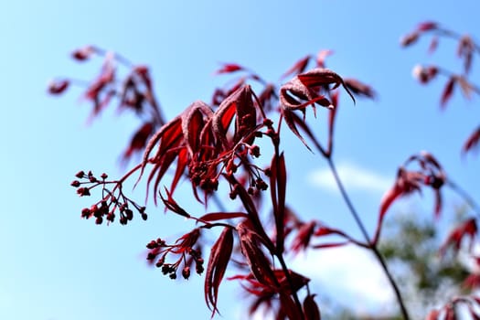 Closeup of the red leaves of a freshly sprouted Japanese acer palmatum