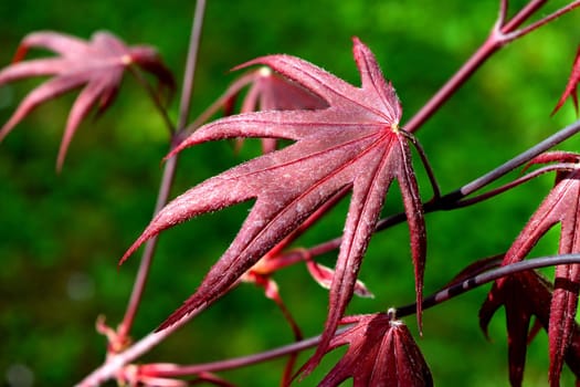 Closeup of the red leaves of a freshly sprouted Japanese acer palmatum