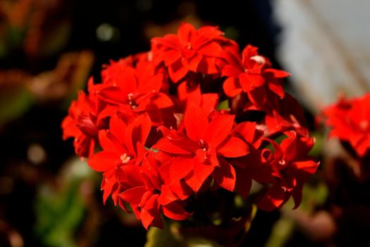 Closeup of the beautiful red flaming katy flowers