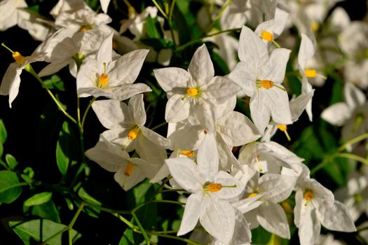 Closeup of the beautiful white jasmine nightshade flowers