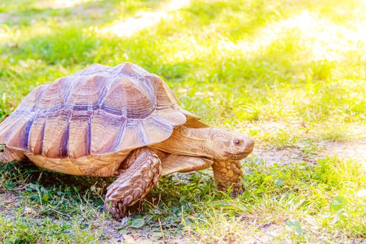 A large turtle crawls on the grass. Slow animal. An animal in the wild. Turtle on the grass. An animal in a shell. Nature. Article about turtles and their care. Wildlife.