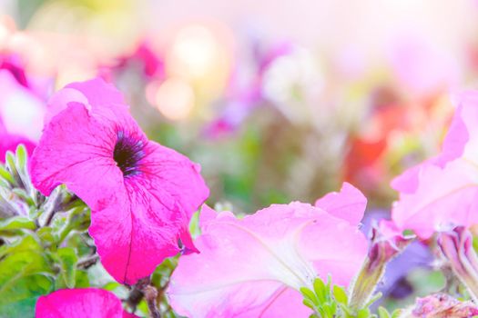 Street flower Petunia flower background. City decorations. Flowering. Photos for printed products. Article about petunias and their care. Flora