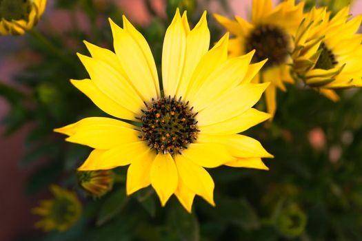 Close-up of a wonderful plant of helianthus debilis, with its characteristic colorful flowers.