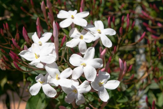 Close-up of a wonderful plant of jasmine, with its characteristic white flowers.