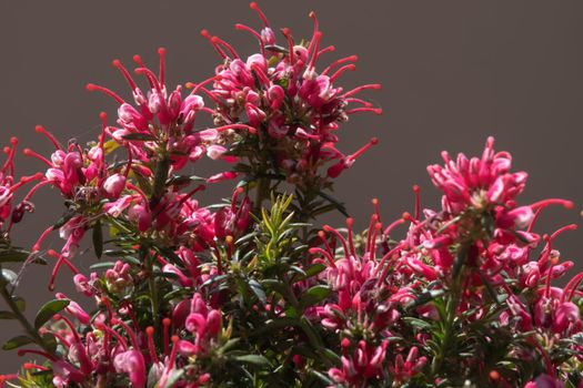 Close-up of a wonderful plant of Justicia carnea, with its characteristic colorful flowers.