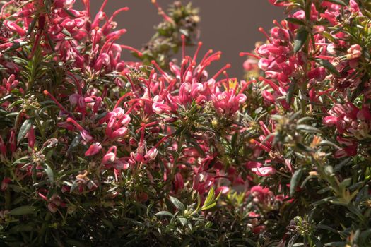 Close-up of a wonderful plant of Justicia carnea, with its characteristic colorful flowers.