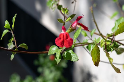 Close-up of a wonderful plant of sage microphylla, with its characteristic colorful flowers.