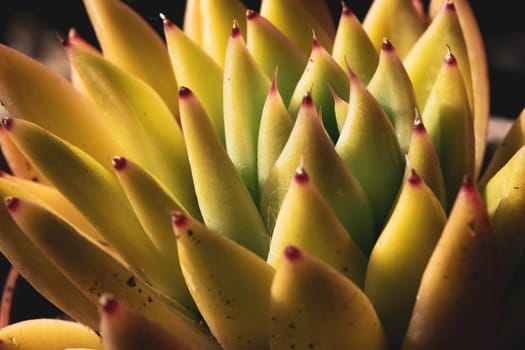 Close-up of a wonderful plant of sempervivum, with its characteristic leaves.