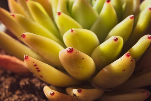 Close-up of a wonderful plant of sempervivum, with its characteristic leaves.