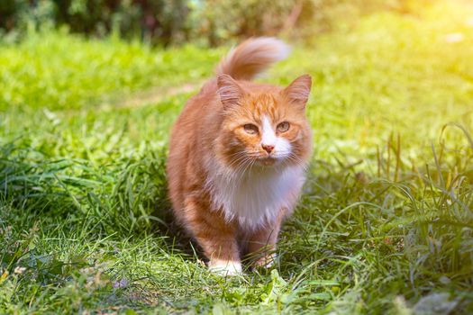 Red cat on the green grass . A pet. An ordinary cat. Cat on a walk. Walking Pets. Fear in the eyes of the animal. Photos for printed products. Light on the photo