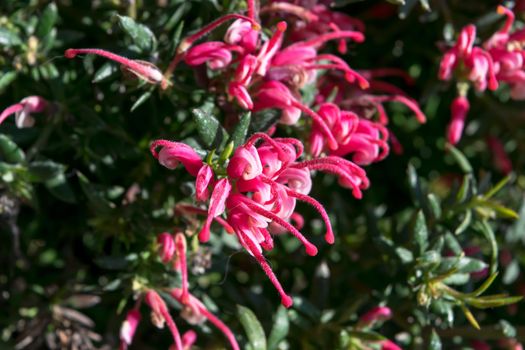 Close-up of a wonderful plant of Justicia carnea, with its characteristic colorful flowers.
