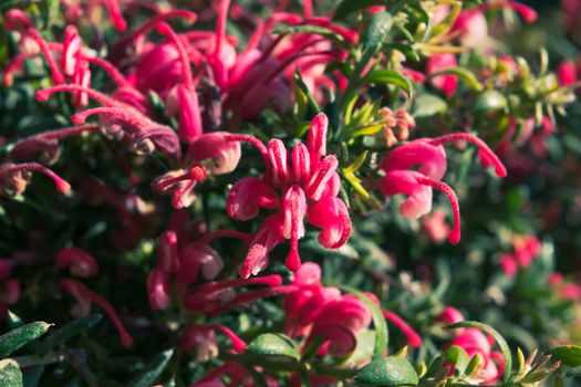 Close-up of a wonderful plant of Justicia carnea, with its characteristic colorful flowers.