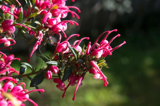 Close-up of a wonderful plant of Justicia carnea, with its characteristic colorful flowers.