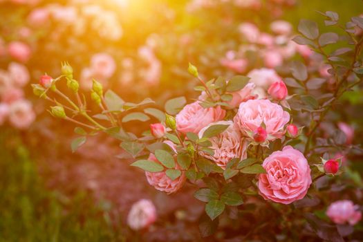 Lush Bush roses with lighting . Beautiful rose. Article about caring for roses. The shrub flowers. Photos for printed products. Pink flowers. Illumination in the photo.