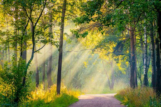 Morning light in the Park in the fog . Sun ray. Rays through the fog. Summer. Photos for printed products. Trees are green. Beautiful scenery. Summer Park