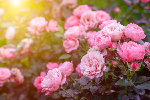 Lush Bush roses with lighting . Beautiful rose. Article about caring for roses. The shrub flowers. Photos for printed products. Pink flowers. Illumination in the photo.