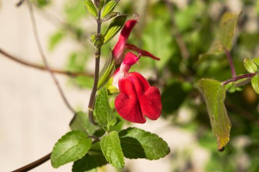 Close-up of a wonderful plant of sage microphylla, with its characteristic colorful flowers.