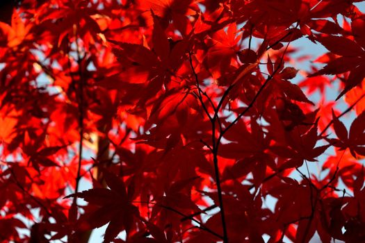 Close up of Japanese palmate maple with its distinctive red leaves during the fall season.