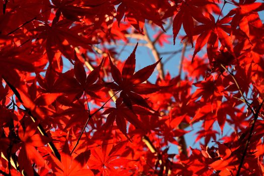 Close up of Japanese palmate maple with its distinctive red leaves during the fall season.