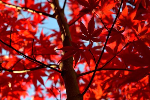 Close up of Japanese palmate maple with its distinctive red leaves during the fall season.