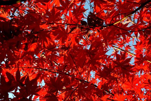 Close up of Japanese palmate maple with its distinctive red leaves during the fall season.