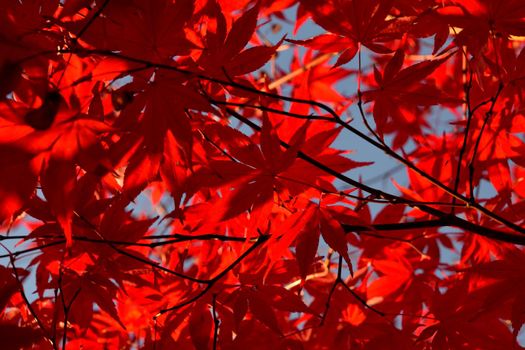 Close up of Japanese palmate maple with its distinctive red leaves during the fall season.