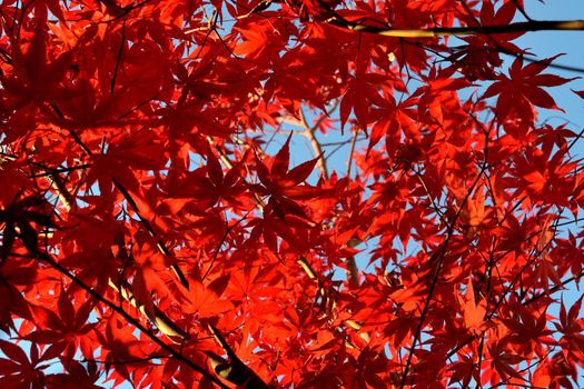 Close up of Japanese palmate maple with its distinctive red leaves during the fall season.