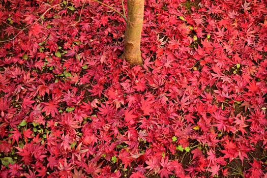 Closeup of Japanese maple leaves with classic fall colors falling to the ground.