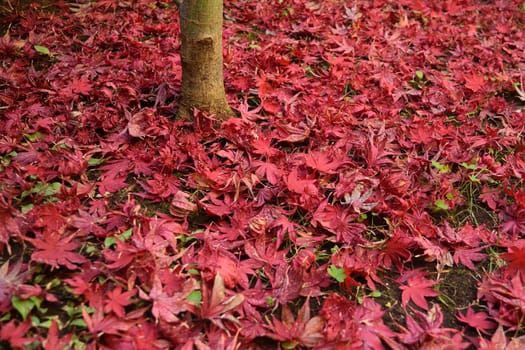 Closeup of Japanese maple leaves with classic fall colors falling to the ground.