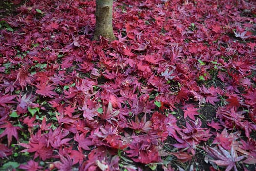 Closeup of Japanese maple leaves with classic fall colors falling to the ground.