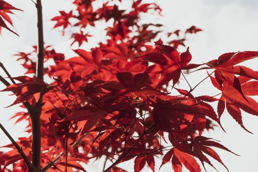 A Close up of Japanese palmate maple with its distinctive red leaves during the spring season.