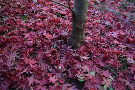 Closeup of Japanese maple leaves with classic fall colors falling to the ground.