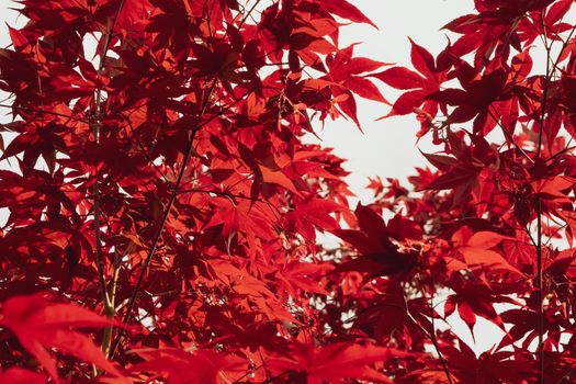 A Close up of Japanese palmate maple with its distinctive red leaves during the spring season.