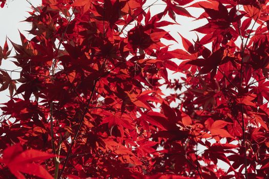 A Close up of Japanese palmate maple with its distinctive red leaves during the spring season.