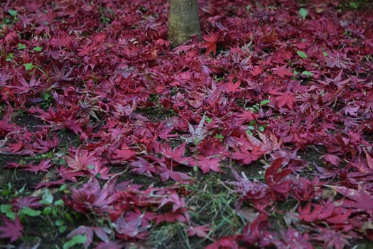 Closeup of Japanese maple leaves with classic fall colors falling to the ground.