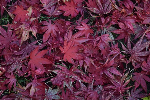 Closeup of Japanese maple leaves with classic fall colors falling to the ground.