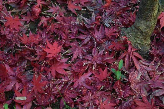 Closeup of Japanese maple leaves with classic fall colors falling to the ground.