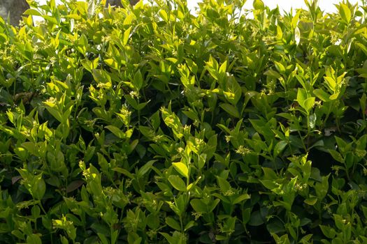 A close-up of a thriving Trachelospermum jasminoides plant during its growing season