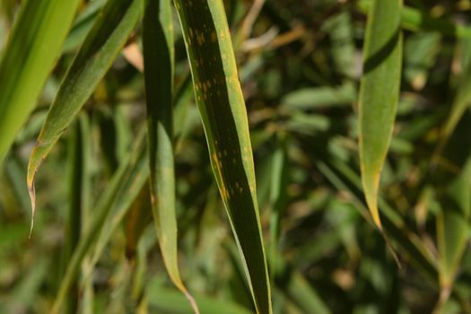 Close-up of a particular variety of bamboo called Fargesia rufa Green Panda