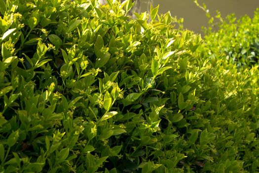 A close-up of a thriving Trachelospermum jasminoides plant during its growing season