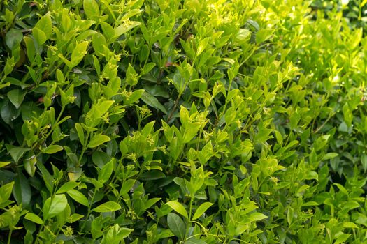 A close-up of a thriving Trachelospermum jasminoides plant during its growing season