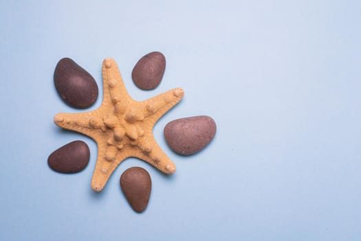 Seashells on a blue background . Large seashells. Sea shells. Copy space. Blue background