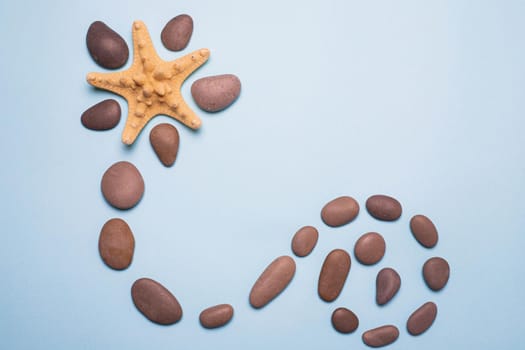 Seashells on a blue background . Large seashells. Sea shells. Copy space. Blue background