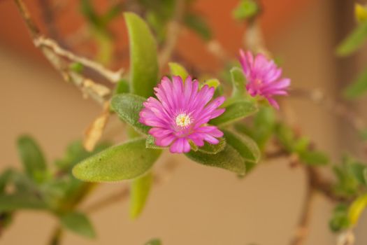 A close up of delosperma cooperi plant with its characteristic colored flowers