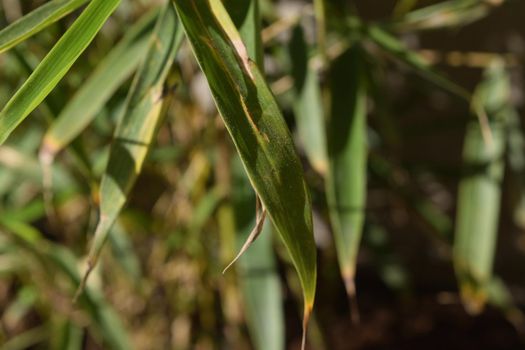 Close-up of a particular variety of bamboo called Fargesia rufa Green Panda