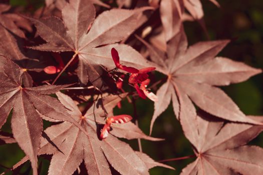 A Close up of Japanese palmate maple with its distinctive red leaves during the spring season.