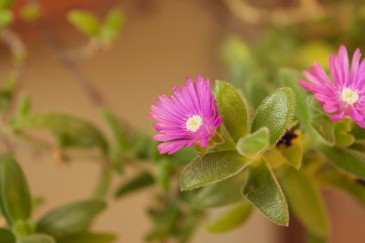 A close up of delosperma cooperi plant with its characteristic colored flowers