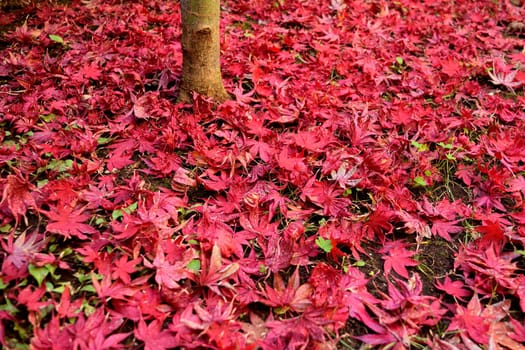 Closeup of Japanese maple leaves with classic fall colors falling to the ground.